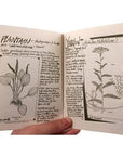 Cat's Claw Herbal