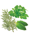 Doterra Aroma Touch 5ml