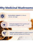 Can Prev Multi Mushroom 60 veg cap