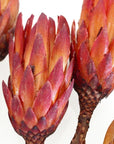 Dried Protea Stems Bundle