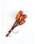 Dried Protea Stems Bundle