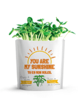 Microgreen Greeting Card You Are My Sunshine- Sunflower Microgreens