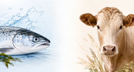 Marine vs. Bovine Collagen