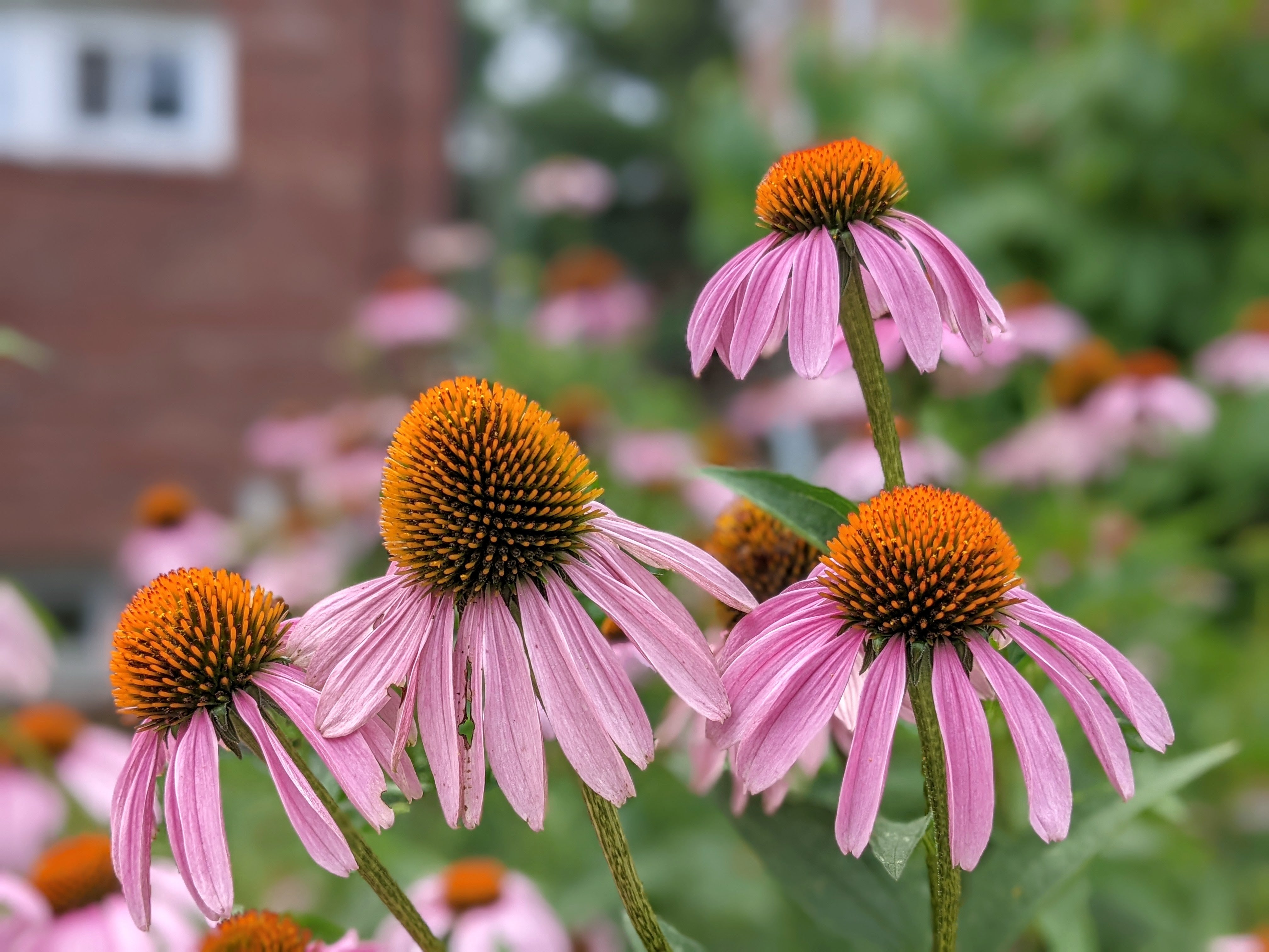 Tiny, but mighty forces of nature: Echinacea