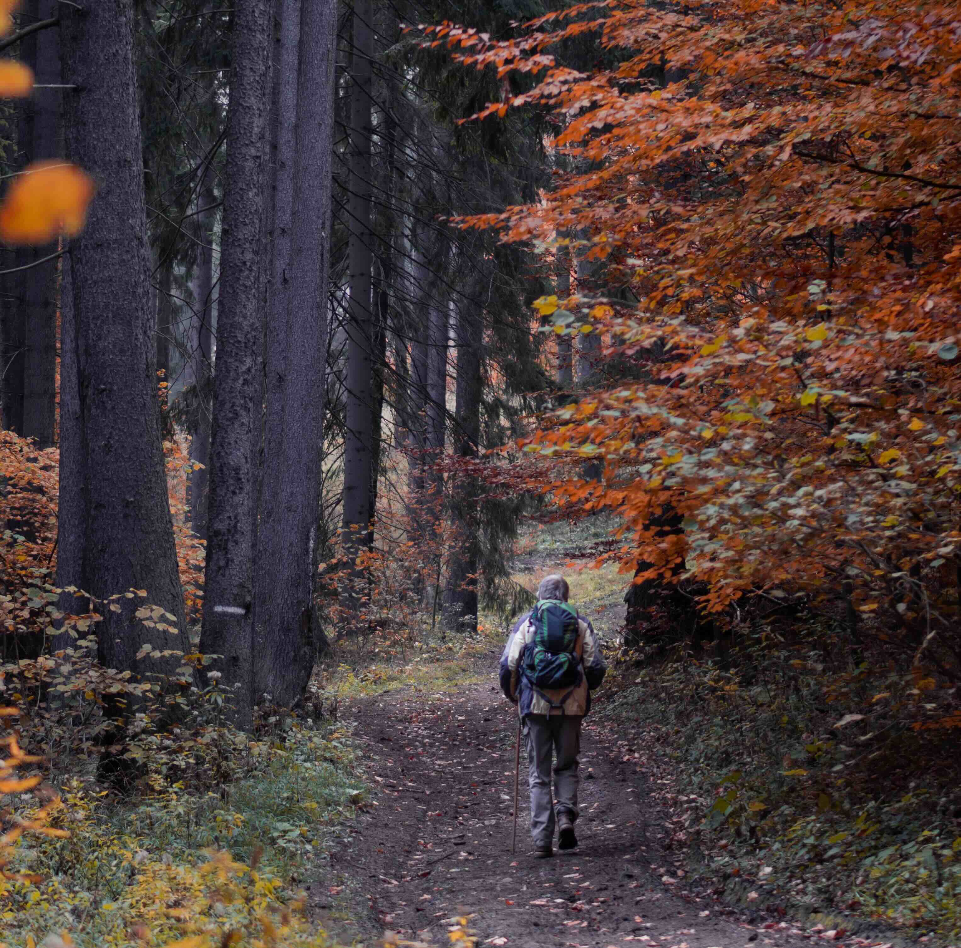 Fall Supplements & Vitamins