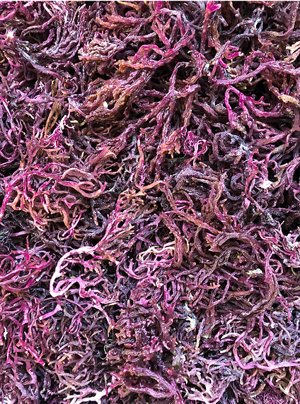 Plumpp - Irish Sea Moss Purple 40g